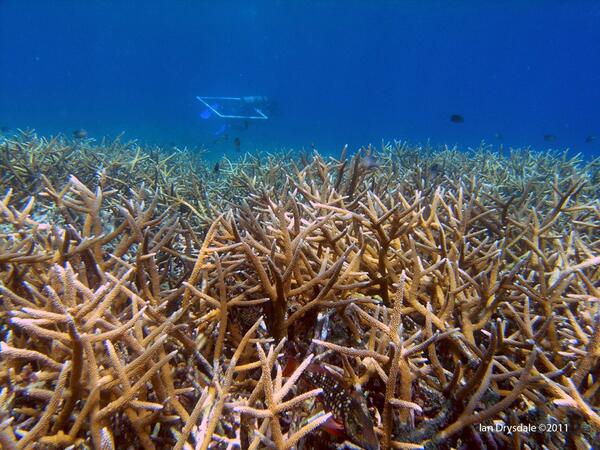 Cordelia cuenta con la mayor cantidad de cobertura de coral de todo el Caribe, lo que lo convierte en uno de los mejores arrecifes