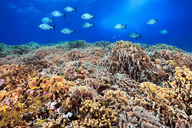 El Banco Cordelia tiene la mayor abundancia de corales en el Caribe. Los investigadores creen que son un vivero fundamental a partir del cual los organismos de arrecifes de coral pueden repoblar otras regiones del Caribe. - Foto de Brian Skerry