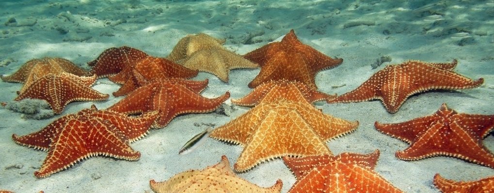 El banco de estrellas de Trujillo - Foto de Banana Coast