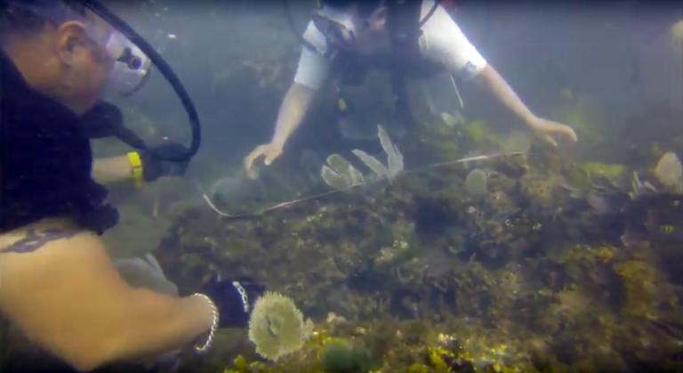 En las profundidades de la Bahía de Tela se encuentran los restos de un barco y sus cañones