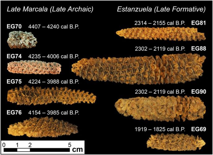 Mazorcas de maíz mostrando el progreso en 2,582 años